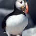 puffin_atlantic_msi_v_2452_can1816.jpg